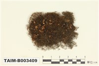 藏品(指葉蘚屬)的圖片